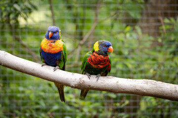 Rainbow Lorikeet on a perch in a zoo setting.