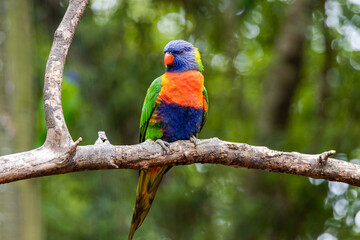 Rainbow Lorikeet on a perch in a zoo setting.