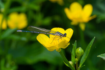 Two dragonflies Zygoptera mate, Odonata is an order of carnivorous insects, encompassing the dragonflies, Anisoptera, and the damselflies, Zygoptera