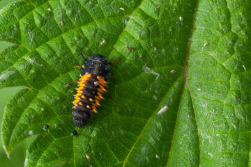 Macro Photo of Ladybug Larvae on Green Leaf Isolated on Backgrou