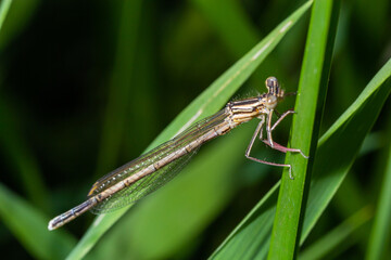 A blue featherleg damselfly, Platycnemis pennipes, resting on a plant, sunny day in summer