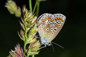 Close-up photo of butterfly Polyommatus Icarus which sits on a dry grass