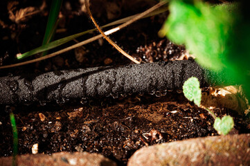 Automatic garden watering - drops of water emerge from a spray hose and water the garden plants