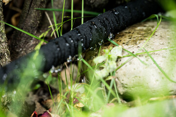 Automatic garden watering - drops of water emerge from a spray hose and water the garden plants