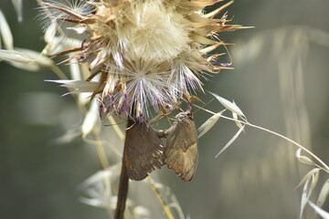 Pareja de mariposas lobas (maniola jurtina) debajo de una flor seca de cardo con fondo difuminado...