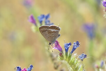 Mariposa canela estriada (Lampides boeticus) libando de una flor malva con fondo difuminado (macro)