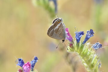 Mariposa canela estriada (Lampides boeticus) libando de una flor malva con fondo difuminado (macro)