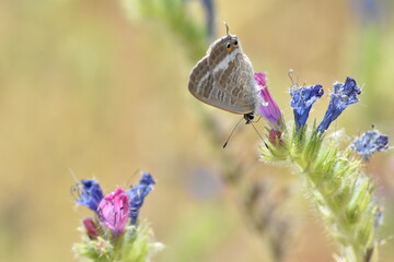 Mariposa canela estriada (Lampides boeticus) libando de una flor malva con fondo difuminado (macro)