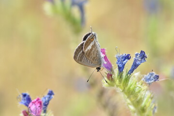 Mariposa canela estriada (Lampides boeticus) libando de una flor malva con fondo difuminado (macro)