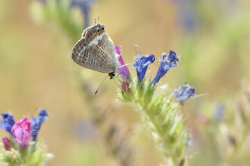 Mariposa canela estriada (Lampides boeticus) libando de una flor malva con fondo difuminado (macro)