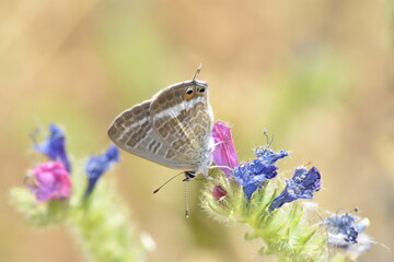 Mariposa canela estriada (Lampides boeticus) libando de una flor malva con fondo difuminado (macro)