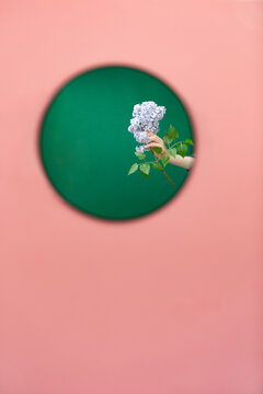 lilac bunch in a hand on green background, reflection in the mirror on pink wall