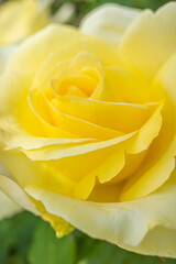  マクロ撮影した黄色い薔薇の花 