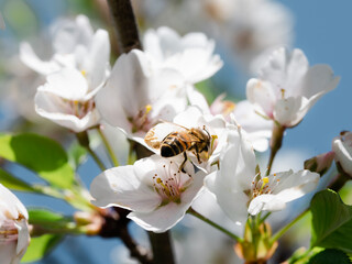 Honey bee on pear tree blossom