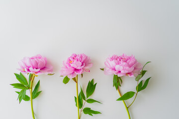 top view of pink peonies with green leaves on white background.