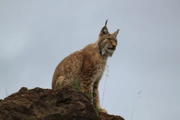Poster Lince © Joseandres