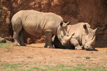 Naklejka premium Rinocerontes