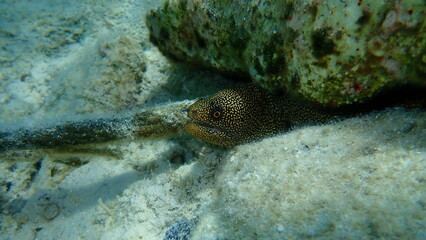 Goldentail moray, conger moray or bastard eel (Gymnothorax miliaris) undersea, Caribbean Sea, Cuba, Playa Cueva de los peces