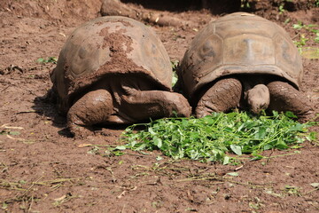 Fototapeta premium turtle on the grass