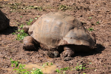 Obraz premium turtle on the ground