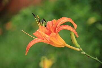 orange tiger lily © Bärbel