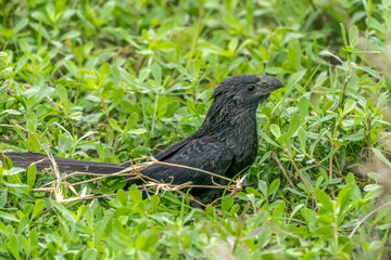 Smooth-billed ani on the grass