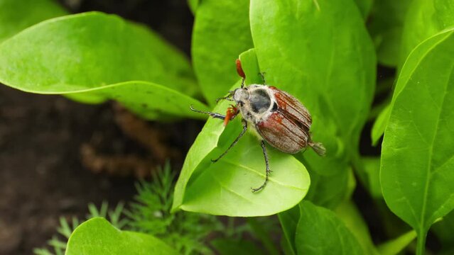 Cockchafer, Maybug or Doodlebug. Spring beetle in the garden. Maybug pest crawls on young green spinach