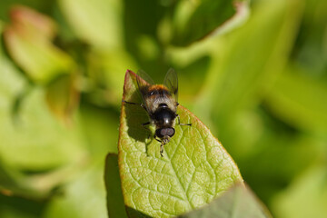 Close up male hoverfly Bumblebee Blacklet, Cheilosia illustrata. On a leaf of a northern highbush blueberry, June, Dutch garden.