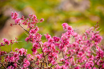 Beautiful spring flowers in mountain nature. Unusual flowering bushes. Flowering bushes and trees against the backdrop of green meadows.
