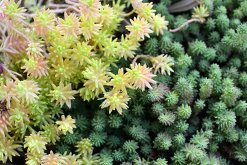 Bright green Villadia close-up. Background.
