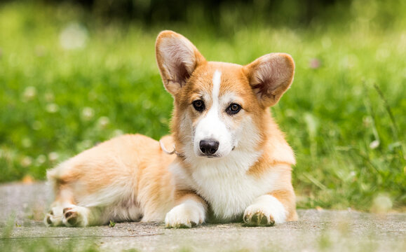 welsh corgi dog lies on the street