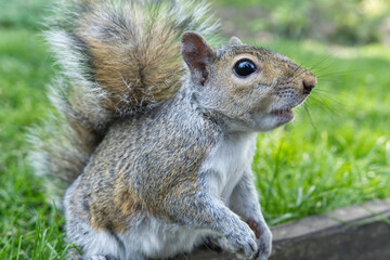 Close up of grey squirrel in the park