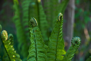 Twisted young fern leaves. Selective focus on individual leaves.
