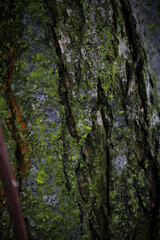 Contrasting texture of old wood in close-up