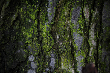Contrasting texture of old wood in close-up