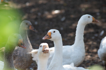 flock of domestic white geese in the village
