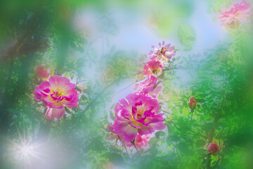 Obraz na płótnie Canvas ピンクのバラの花　クローズアップ