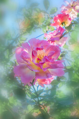 ピンクのバラの花　クローズアップ
