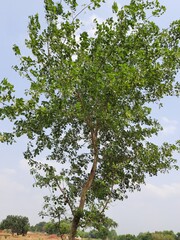 Dalbergia sissoo tree in blue sky background. This tree, known commonly as North Indian rosewood, is a fast-growing, hardy deciduous rosewood tree native to the Indian Subcontinent and Southern Iran.