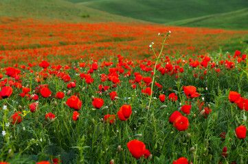 Poppy field. Spring flowering. Selective focus.