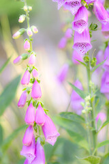 beautiful foxglove in the forest