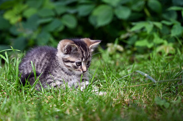 Naklejka na ściany i meble Charming little fluffy kitten plays in the yard of a village house 