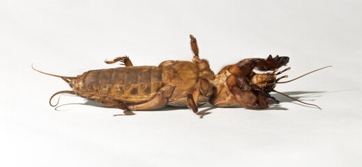 Gryllotalpa, commonly known as the European mole cricket. An insect parasitizing agricultural plantations. On a white background.