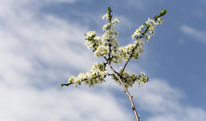 Plum blossom in April. White flowers of fruit tree. Bees and other insects pollinate flowers.