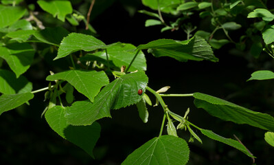A sprig of linden tree. Spring flowering of a medicinal plant.