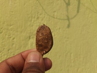 Millettia pinnata seeds. It is a species of tree in the pea family Fabaceae. Its other names  Pongamia pinnata, Indian beech and Pongame oiltree. Oil is extracted from its seeds.     