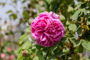 Pink, beautiful rose blossoms in the flowerbed