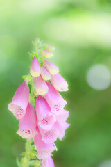 beautiful foxglove in the forest © kgo3121