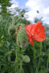 poppy flower in the field