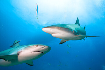 Obraz na płótnie Canvas Two Caribean Reef Sharks under boat.